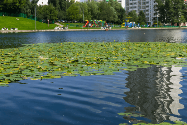 Invasive pond weeds