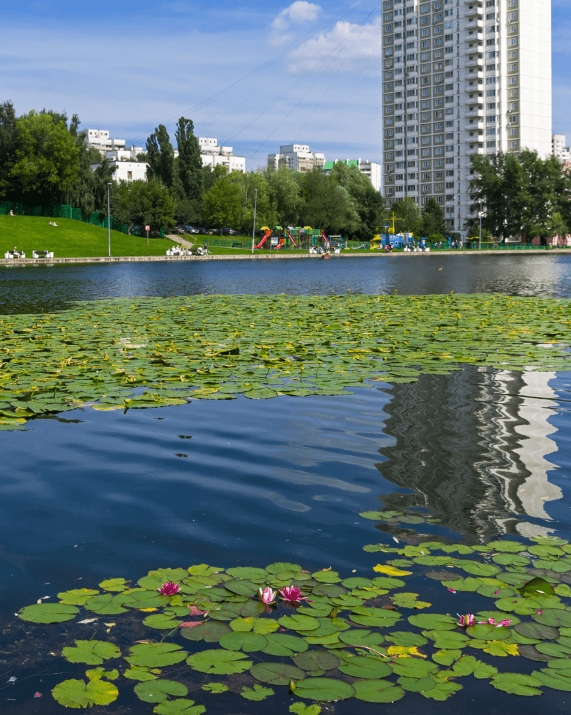Invasive pond weeds