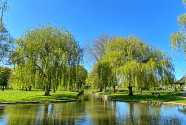 Stagnant pond water