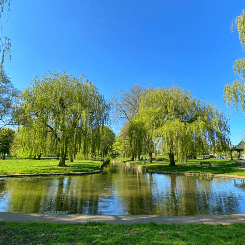 Stagnant pond water