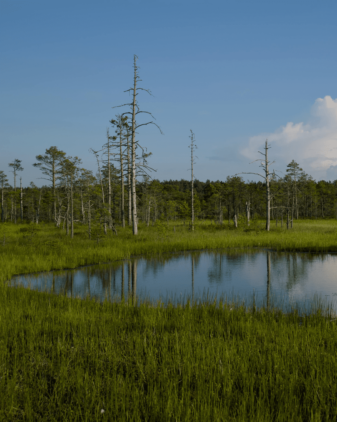 Retention Pond Flooding Issues: Causes, Risks, and Solutions