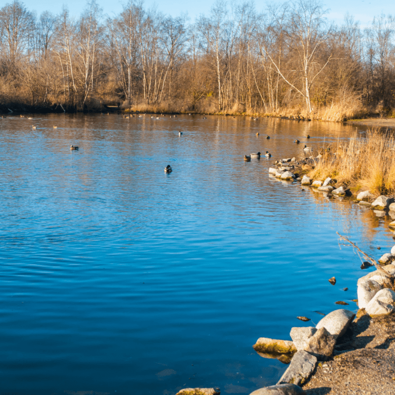 DFW Pond and Lake Care