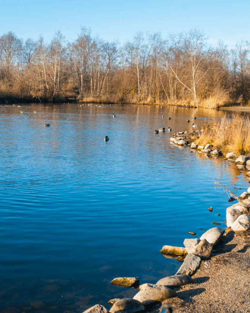 DFW Pond and Lake Care