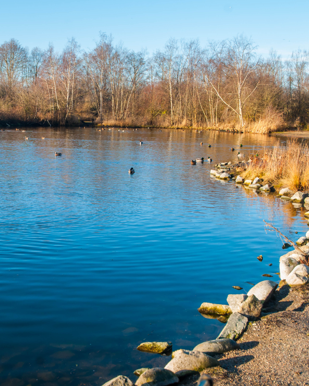 DFW Pond and Lake Care: Solving the Problems That Keep Coming Back
