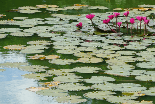 Clogged pond repair