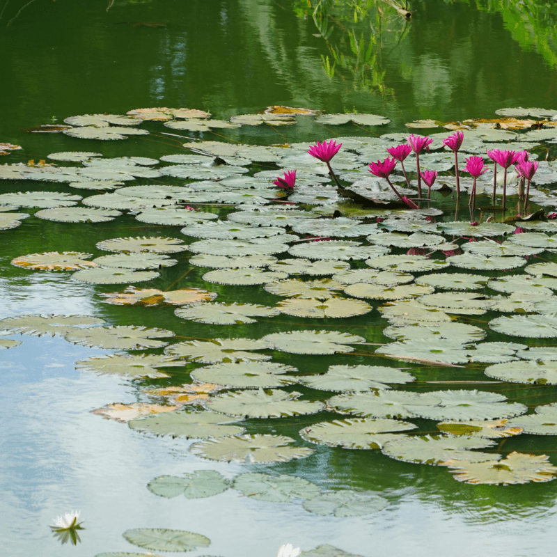 Clogged pond repair