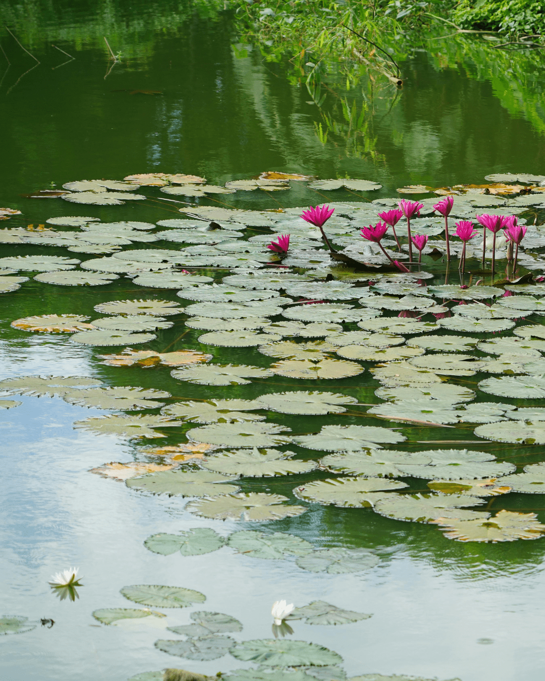 Clogged Pond Repair Guide: Fix Drainage Issues, Improve Circulation, and Prevent Backups