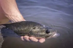 stocking a pond with bass