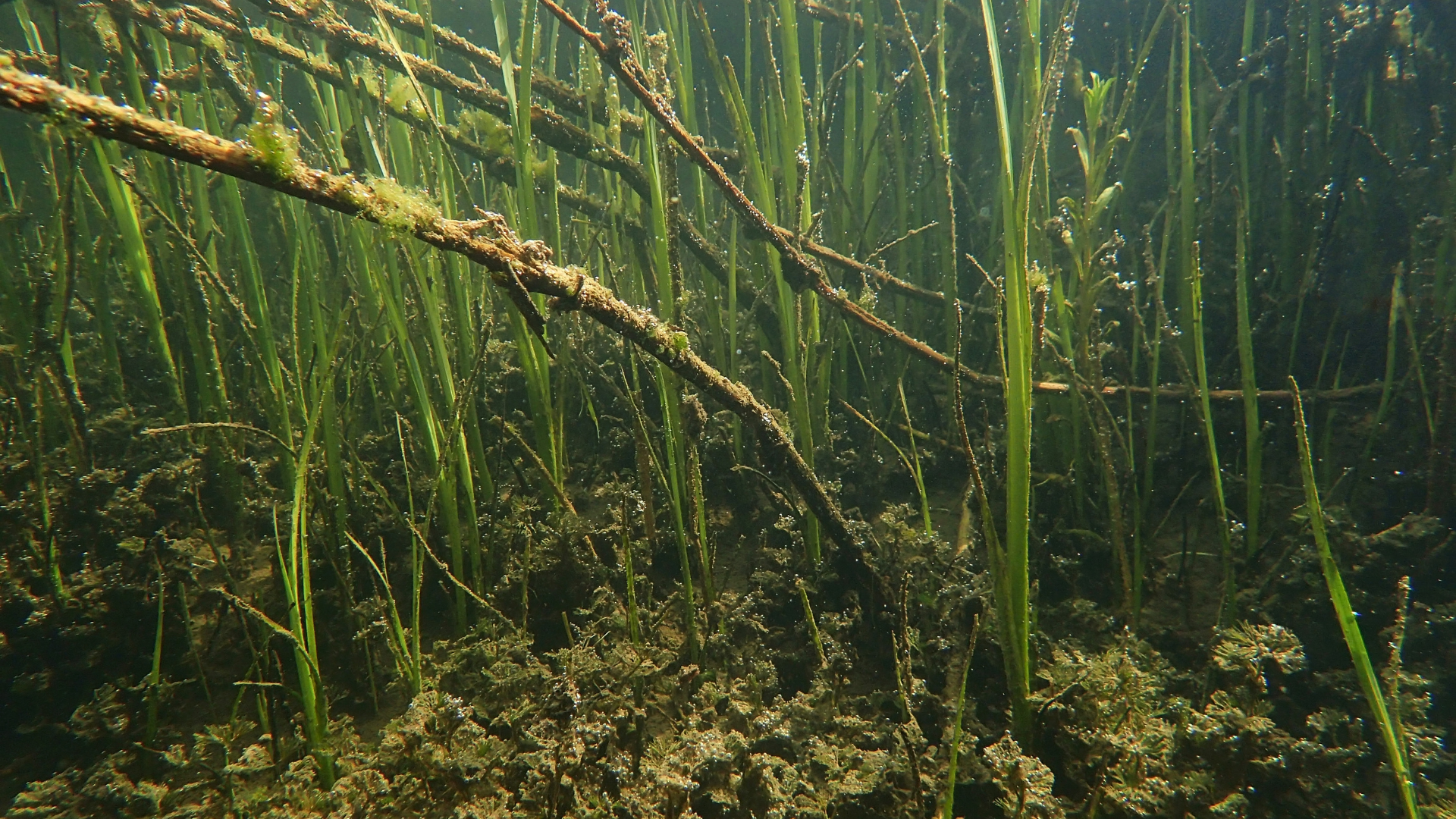 Designing a Thriving Aquatic Garden with Water Pond Plants