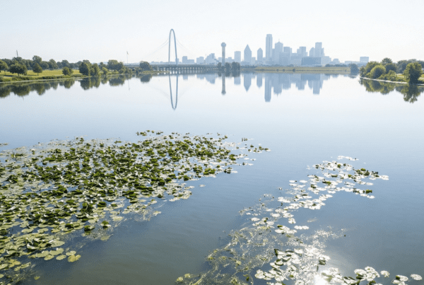 Invasive Aquatic Weed