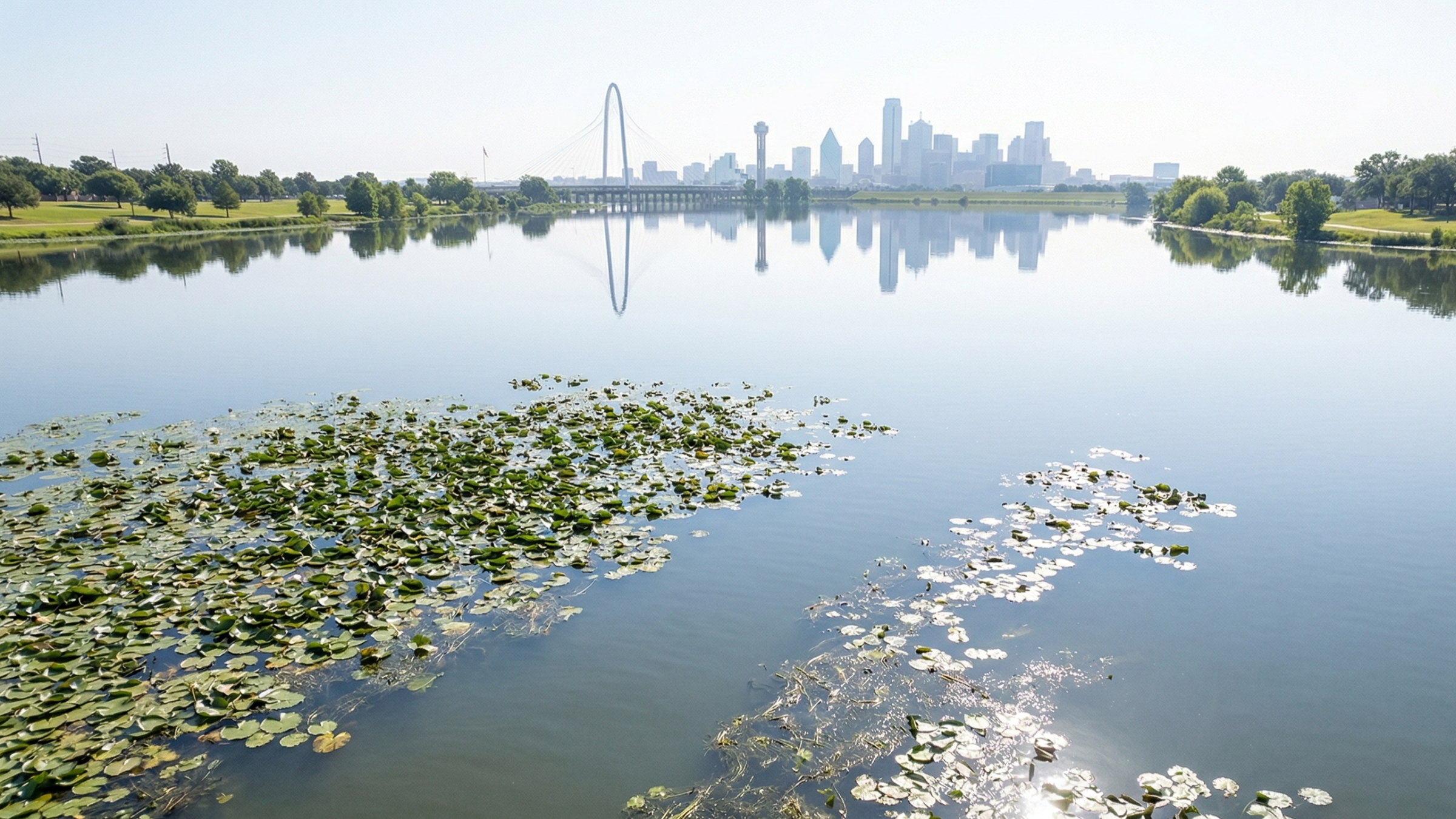 Invasive Aquatic Weed Removal Dallas: Safe and Effective Solutions