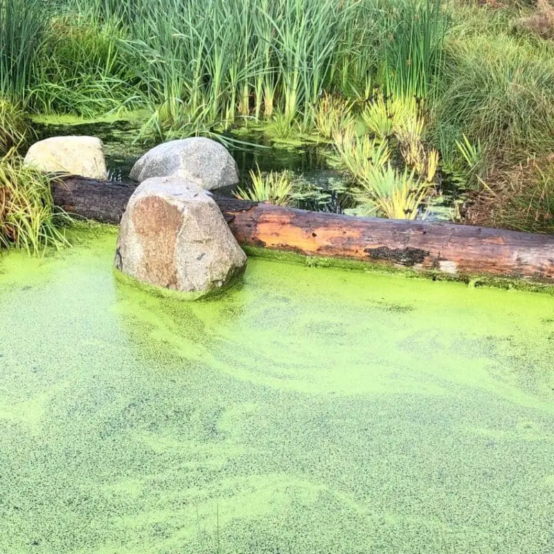 best pond algae remover