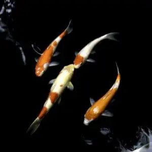 Fish swimming is clear water
