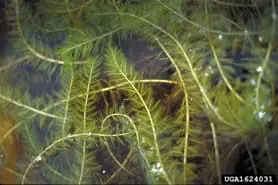 milfoil aquatic weed, how to control pond weeds