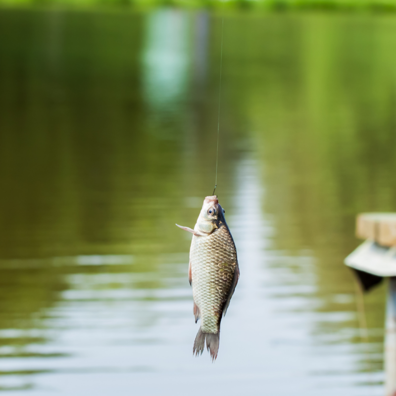 Fish That Clean Ponds