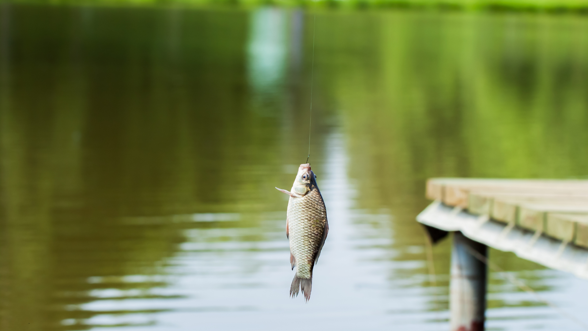 Fish That Clean Ponds Naturally: Selecting the Right Species for Your Ecosystem