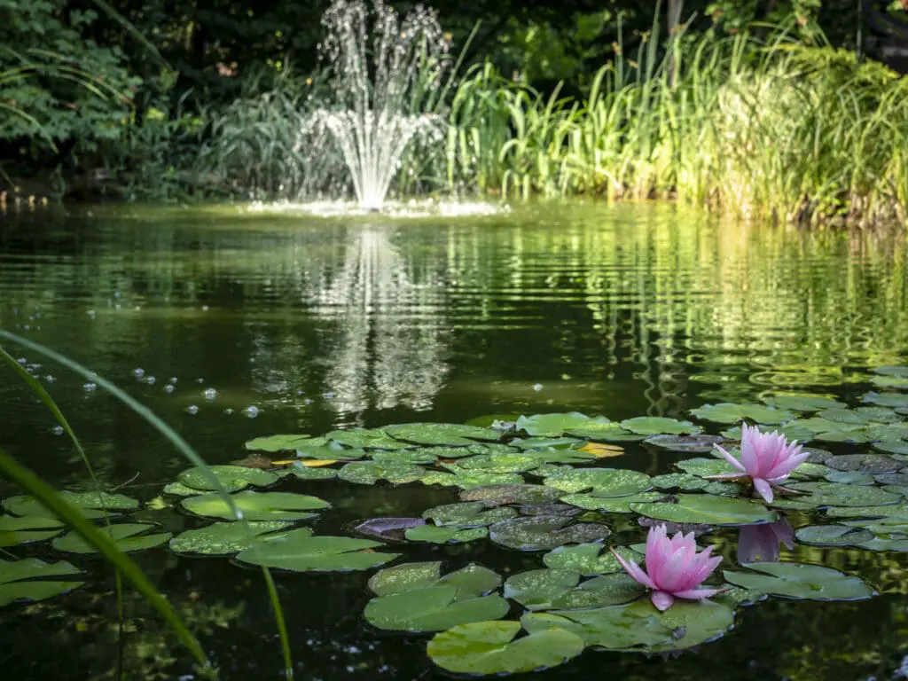duckweed control service