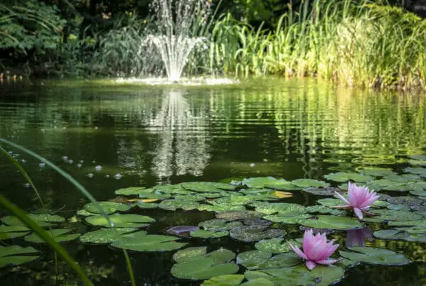duckweed control service