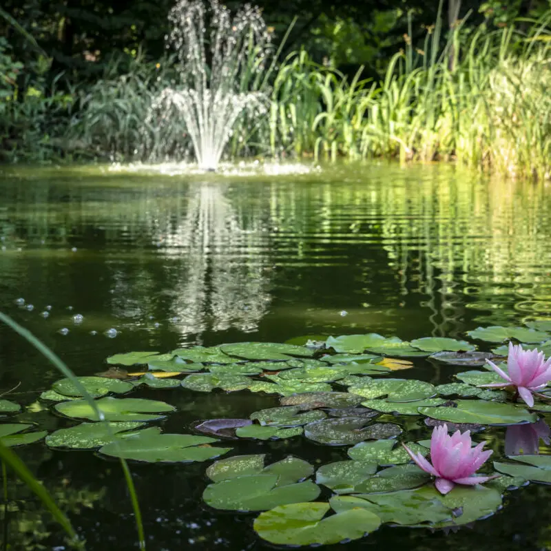duckweed control service