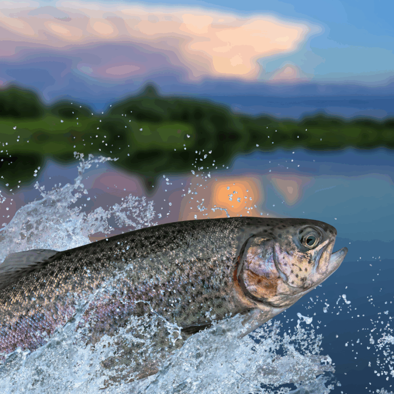 how to stock a pond with fish