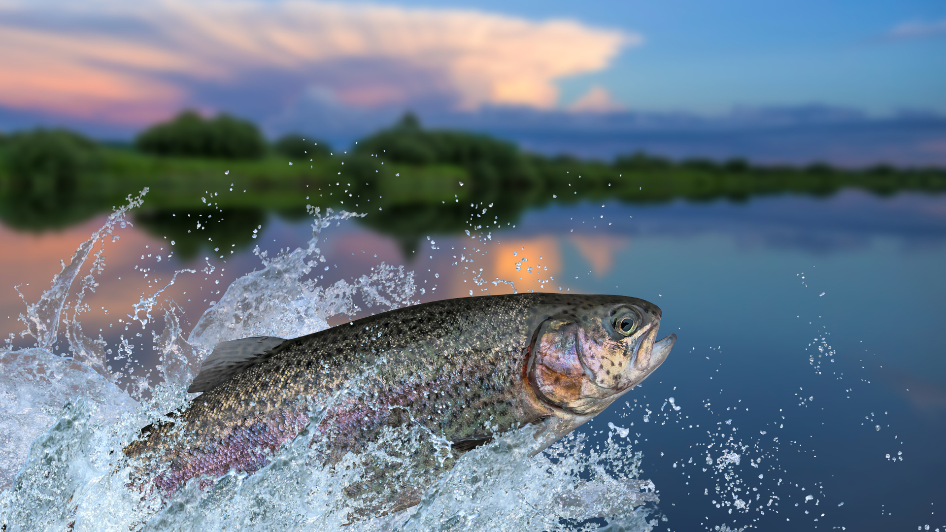 How to Stock a Pond with Fish the Right Way — Choose PondMedics for Expert Care