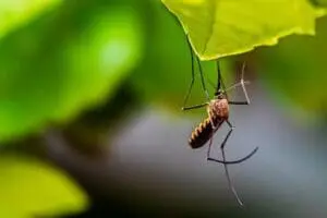 Bug on a leaf