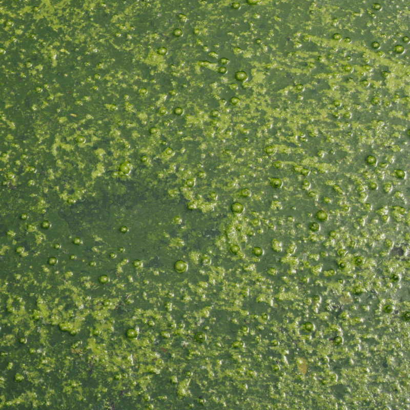 Muck Remover for Ponds