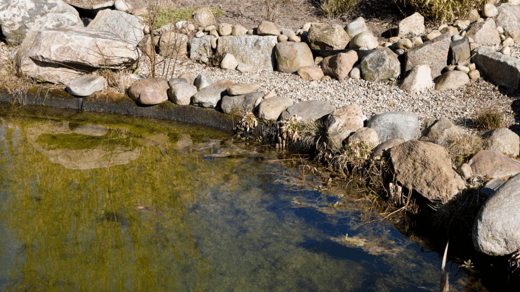 Pond Treatment Near Me