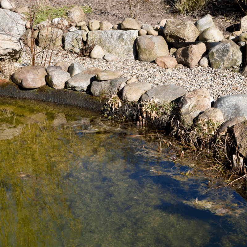 Pond Treatment Near Me