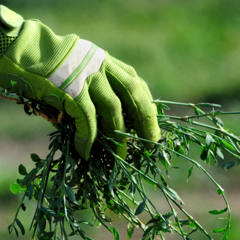pond weed management