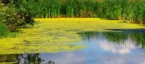 pond maintenance services 