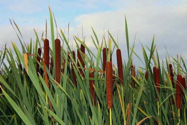 What Is the Best Cattail Removal Equipment?