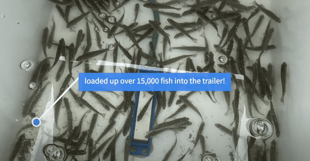 Learn Expert Advice On Fish Stocking Texas Ponds