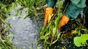 pond maintenance companies