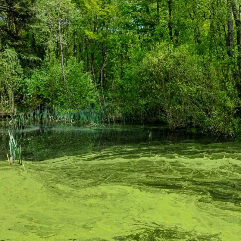 pond weed control