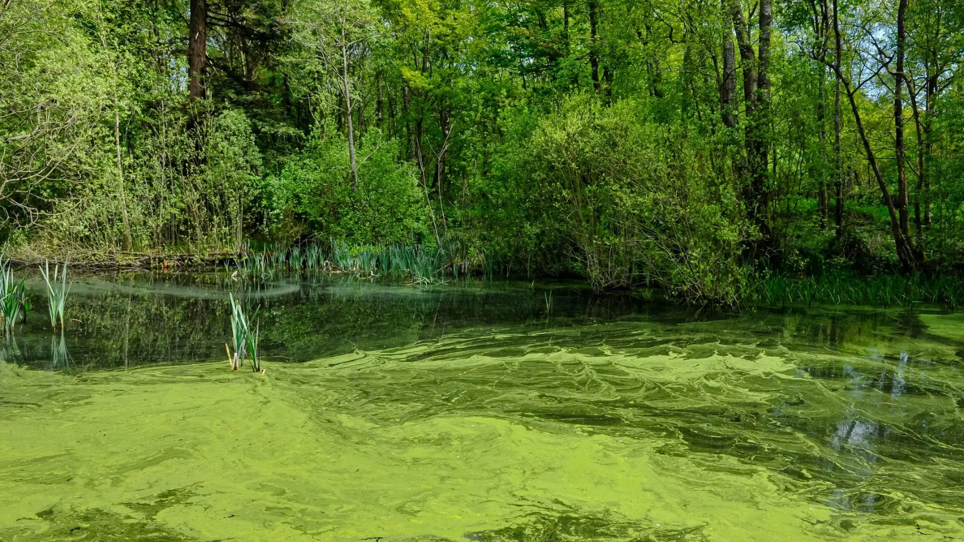 Exploring Environmentally Friendly Options for Pond Weed Control