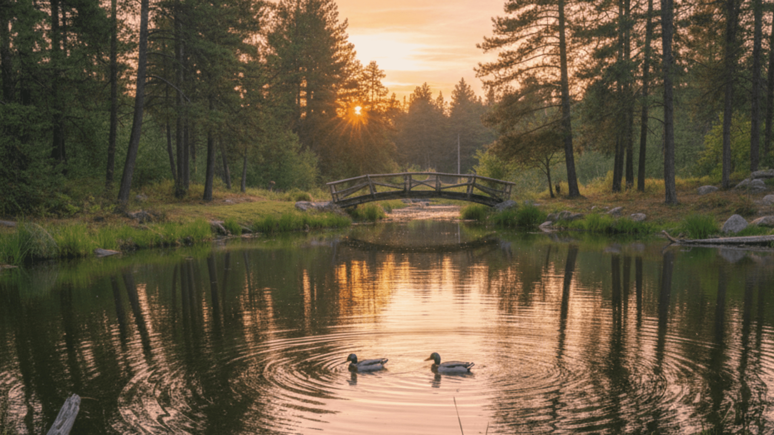 Pond Habitat Improvement Guide: Simple Upgrades That Improve Water Quality and Fish Health