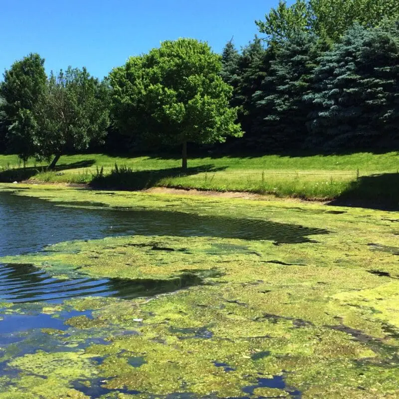 how to get rid of algae in pond naturally