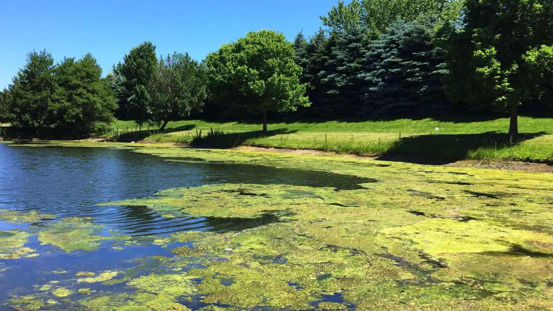 How to Get Rid of Algae In A Pond Naturally PondMedics