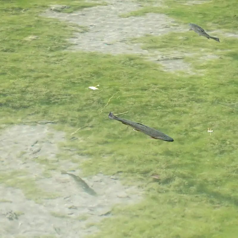how to clean pond water with fish in it