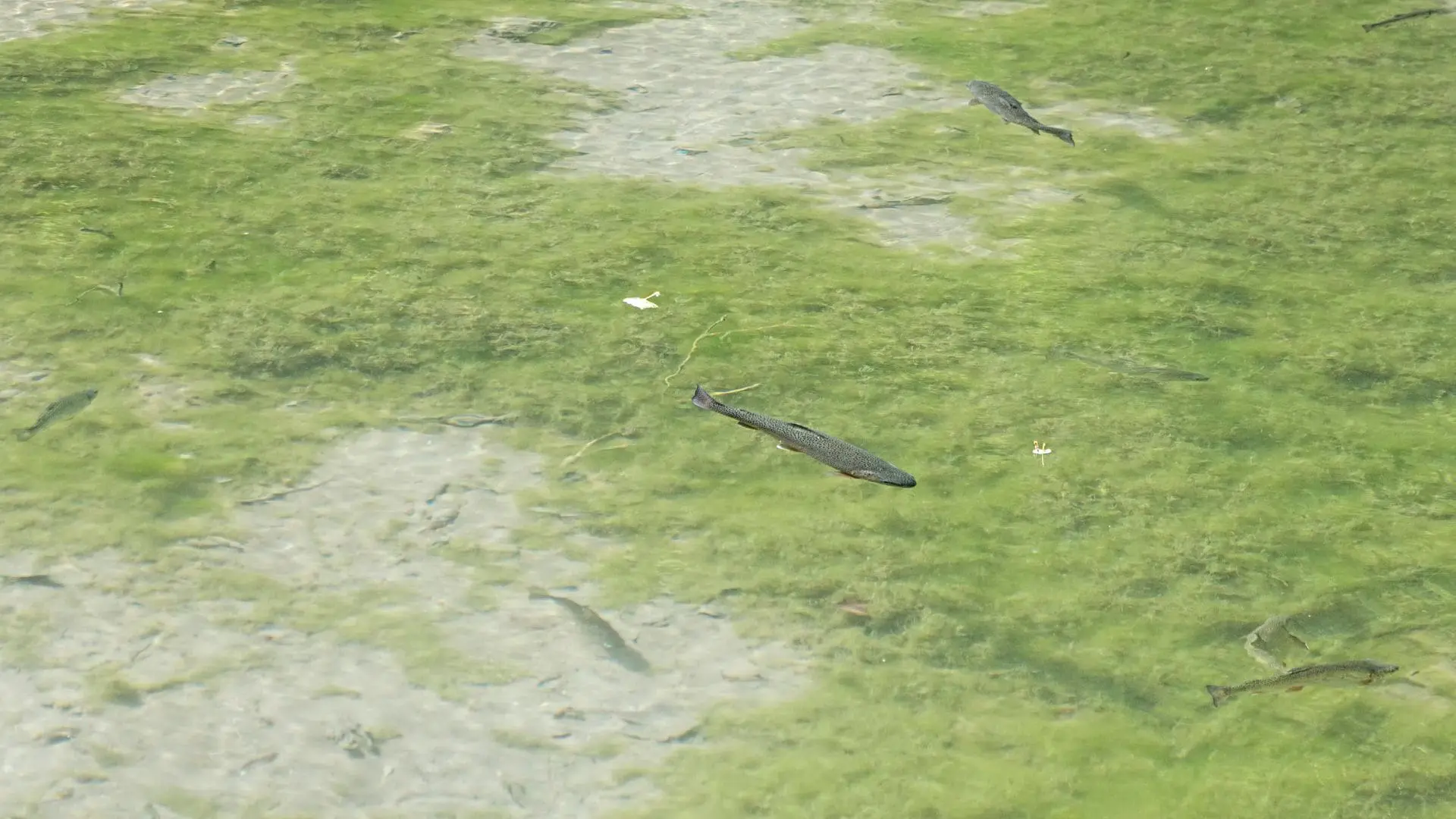 Fish-Friendly Tips on How to Clean Pond Water With Fish In It