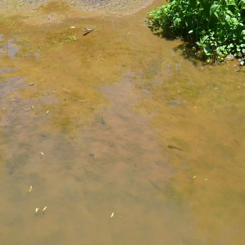 how to clear muddy pond water