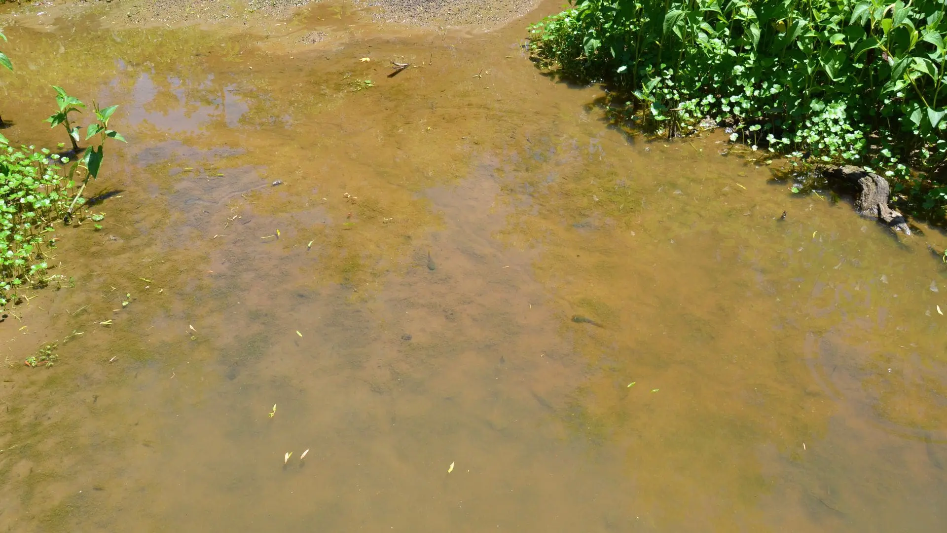 How to Clear a Muddy Pond: Crystal Clarity Tips