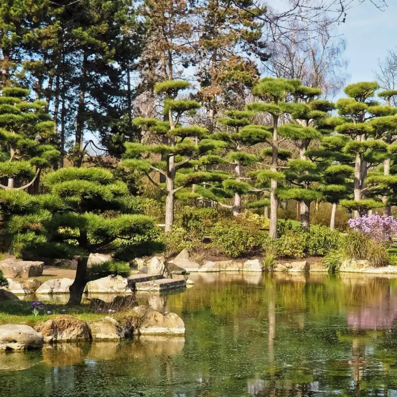 pond restoration