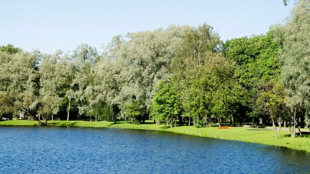 lake weed removal services near me