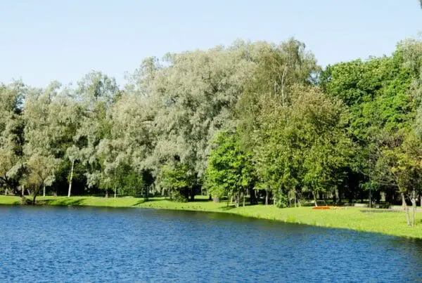 lake weed removal services near me