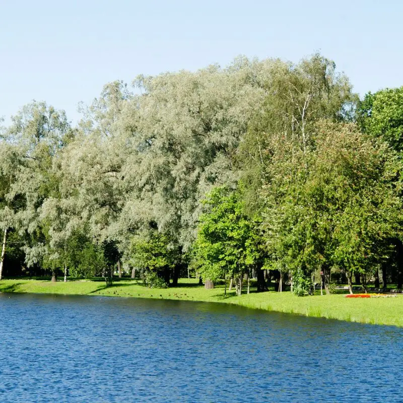 lake weed removal services near me