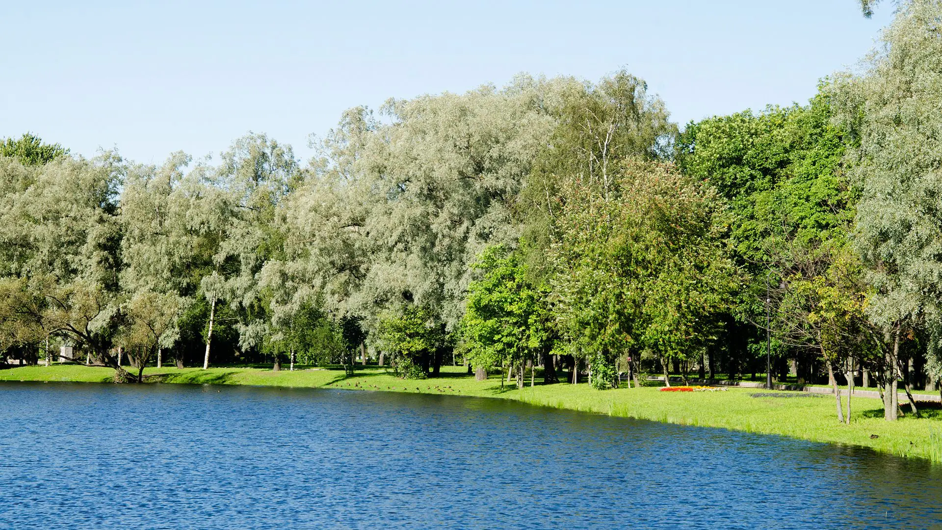 Finding Reliable Lake Weed Removal Services Near Me