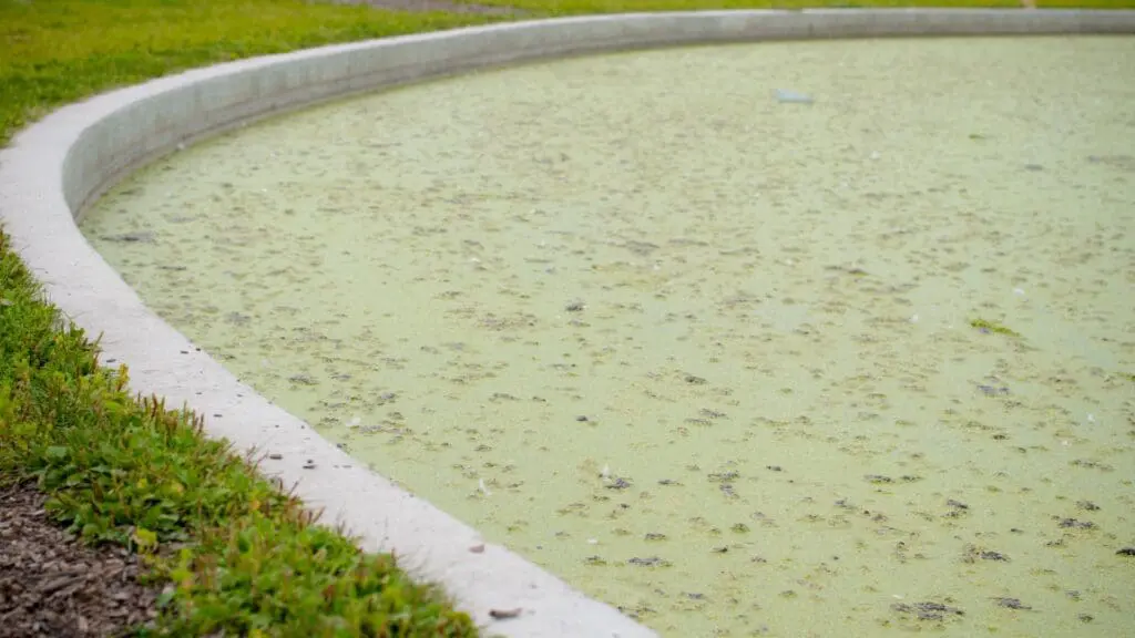 how to stop algae in pond