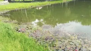 how to stop algae in pond